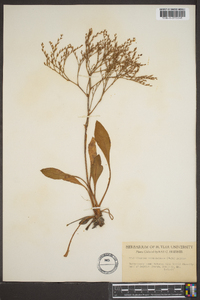 Limonium carolinianum image