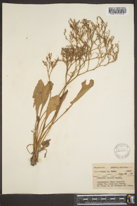 Limonium carolinianum image