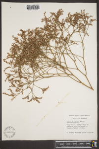 Limonium carolinianum image