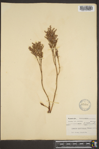 Limonium carolinianum image