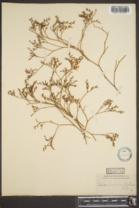 Limonium carolinianum image