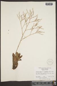 Limonium carolinianum image