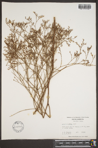 Limonium carolinianum image