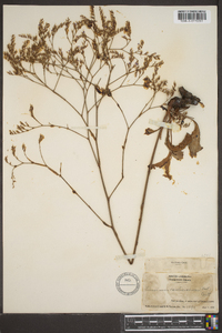 Limonium carolinianum image