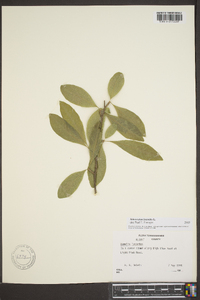 Sideroxylon lycioides image