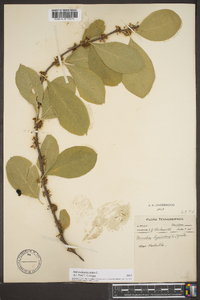 Sideroxylon lycioides image