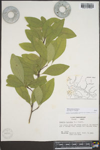 Sideroxylon lycioides image