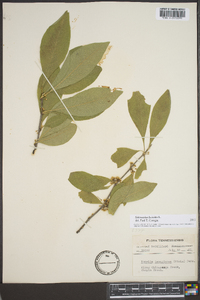 Sideroxylon lycioides image