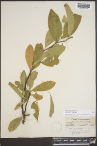 Sideroxylon lycioides image