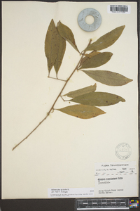 Sideroxylon lycioides image