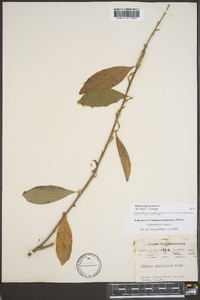 Sideroxylon lycioides image