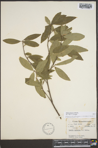 Sideroxylon lycioides image