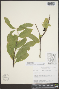 Sideroxylon lycioides image