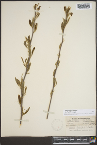 Sideroxylon lycioides image