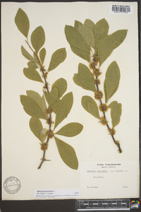 Sideroxylon lycioides image