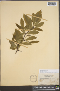 Sideroxylon lycioides image