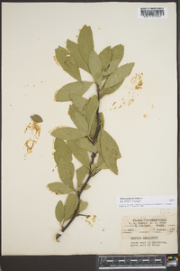 Sideroxylon lycioides image