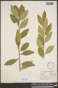 Sideroxylon lycioides image