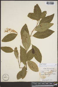 Sideroxylon lycioides image