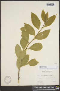 Sideroxylon lycioides image