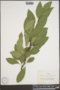 Sideroxylon lycioides image