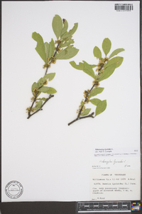 Sideroxylon lycioides image