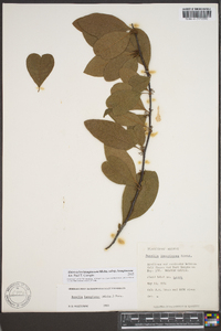 Sideroxylon lanuginosum subsp. lanuginosum image