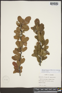 Sideroxylon lanuginosum image