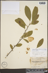 Sideroxylon lanuginosum image