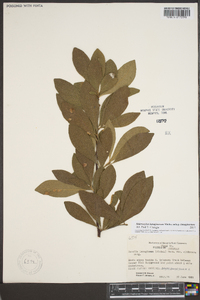 Sideroxylon lanuginosum image