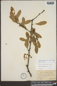 Sideroxylon lanuginosum subsp. lanuginosum image