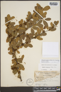 Sideroxylon lanuginosum subsp. lanuginosum image