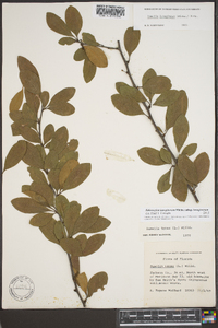 Sideroxylon lanuginosum image