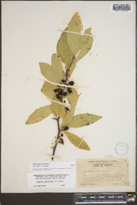 Sideroxylon lycioides image