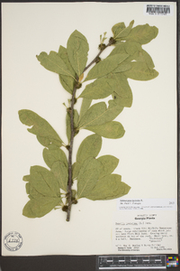 Sideroxylon lycioides image