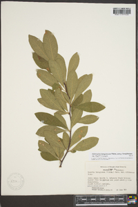 Sideroxylon lanuginosum image