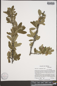 Sideroxylon lanuginosum image