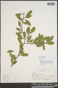 Sideroxylon lycioides image