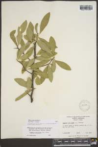 Sideroxylon lycioides image