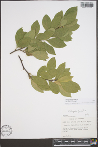 Sideroxylon lycioides image