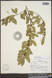 Sideroxylon lycioides image