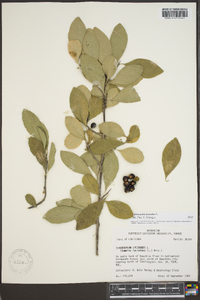 Sideroxylon lycioides image