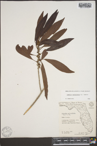 Bumelia salicifolia image