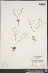 Oxytheca dendroidea image