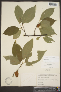 Halesia carolina image