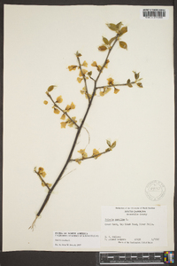 Halesia carolina image