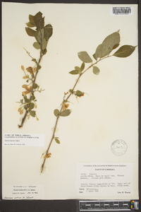 Halesia diptera image