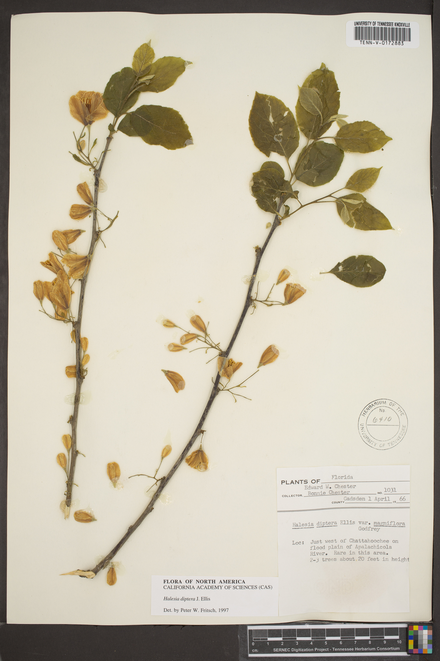 Halesia diptera var. magniflora image