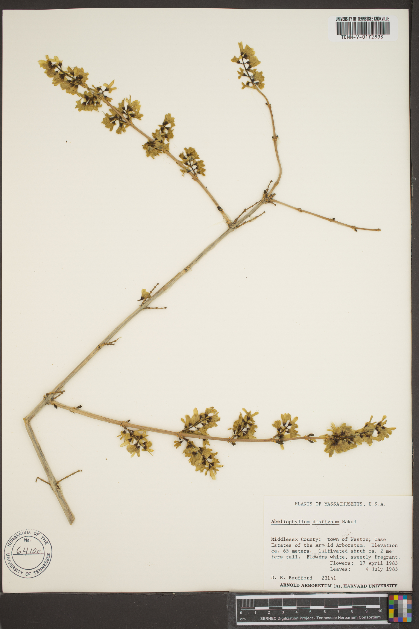 Abeliophyllum distichum image