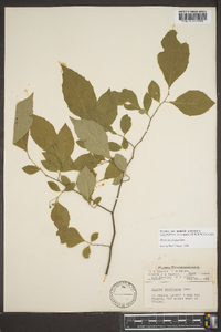 Styrax americanus image